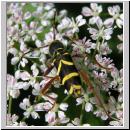 Clytus arietis - Gemeiner Widderbock 05.jpg